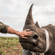 White Rhino Capture and Dehorning to prevent poaching, Phinda Private Game Reserve, KwaZulu Natal, South Africa